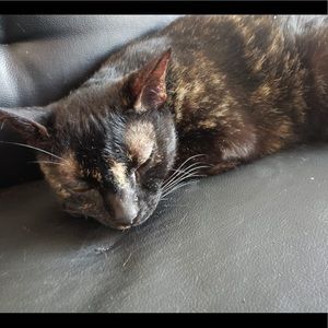 Meet your Posher, Rachel